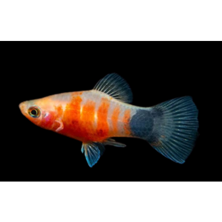 Platka - Zmienniak Plamisty - Xiphophorus maculatus